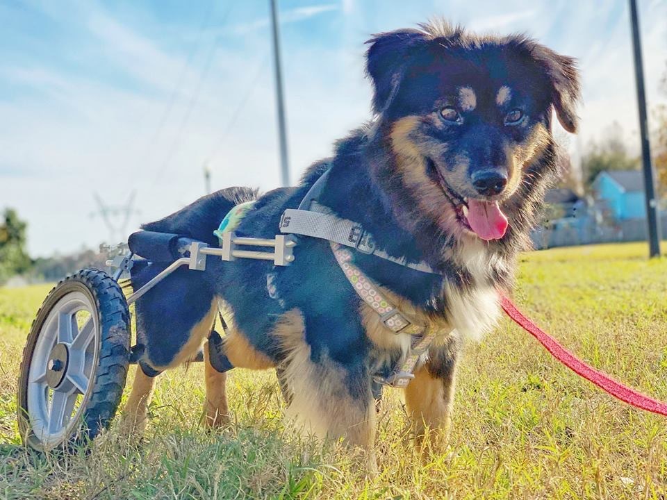 Bo, an adoptable Shepherd in Orlando, FL, 32825 | Photo Image 2