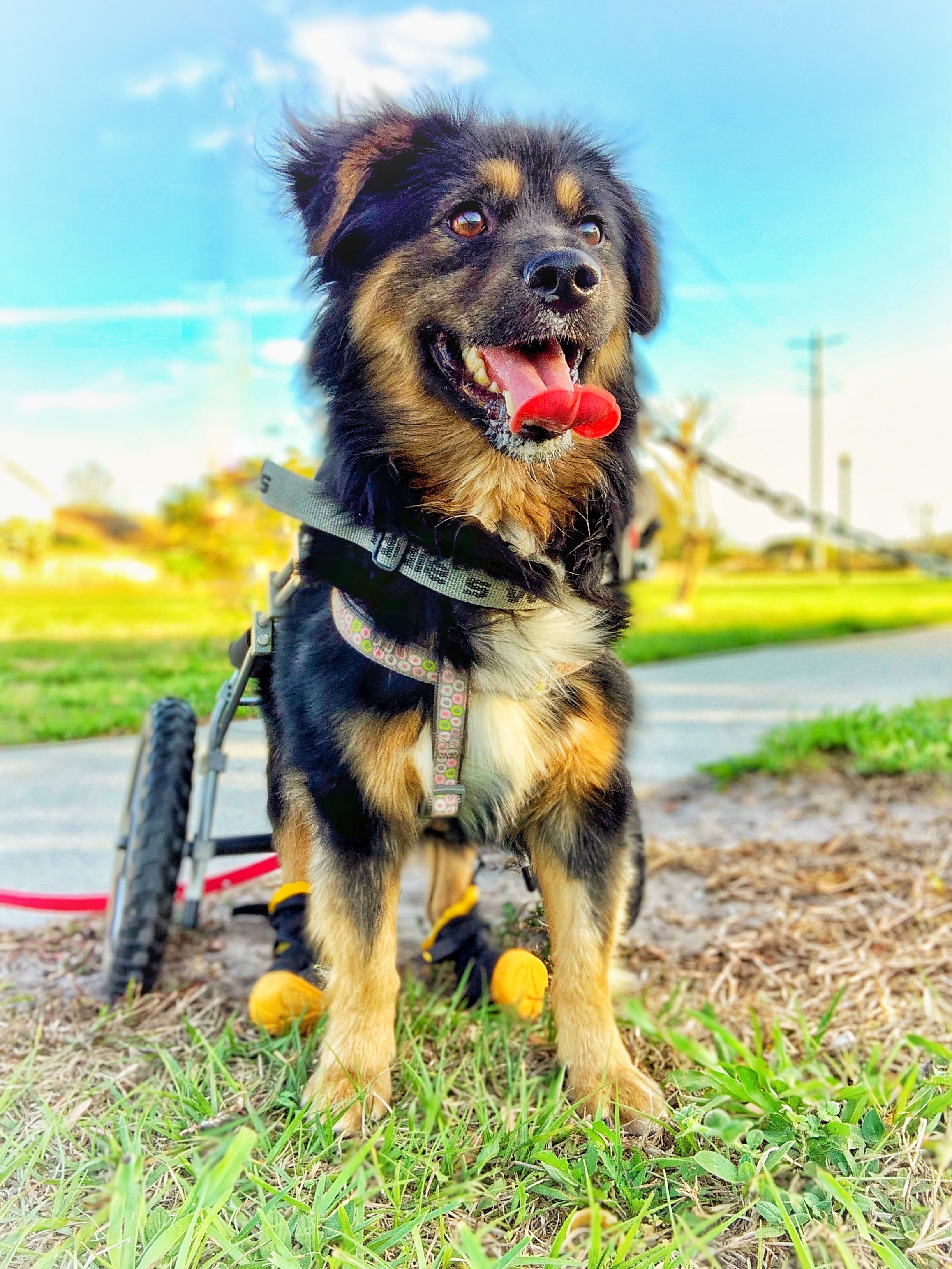 Bo, an adoptable Shepherd in Orlando, FL, 32825 | Photo Image 4