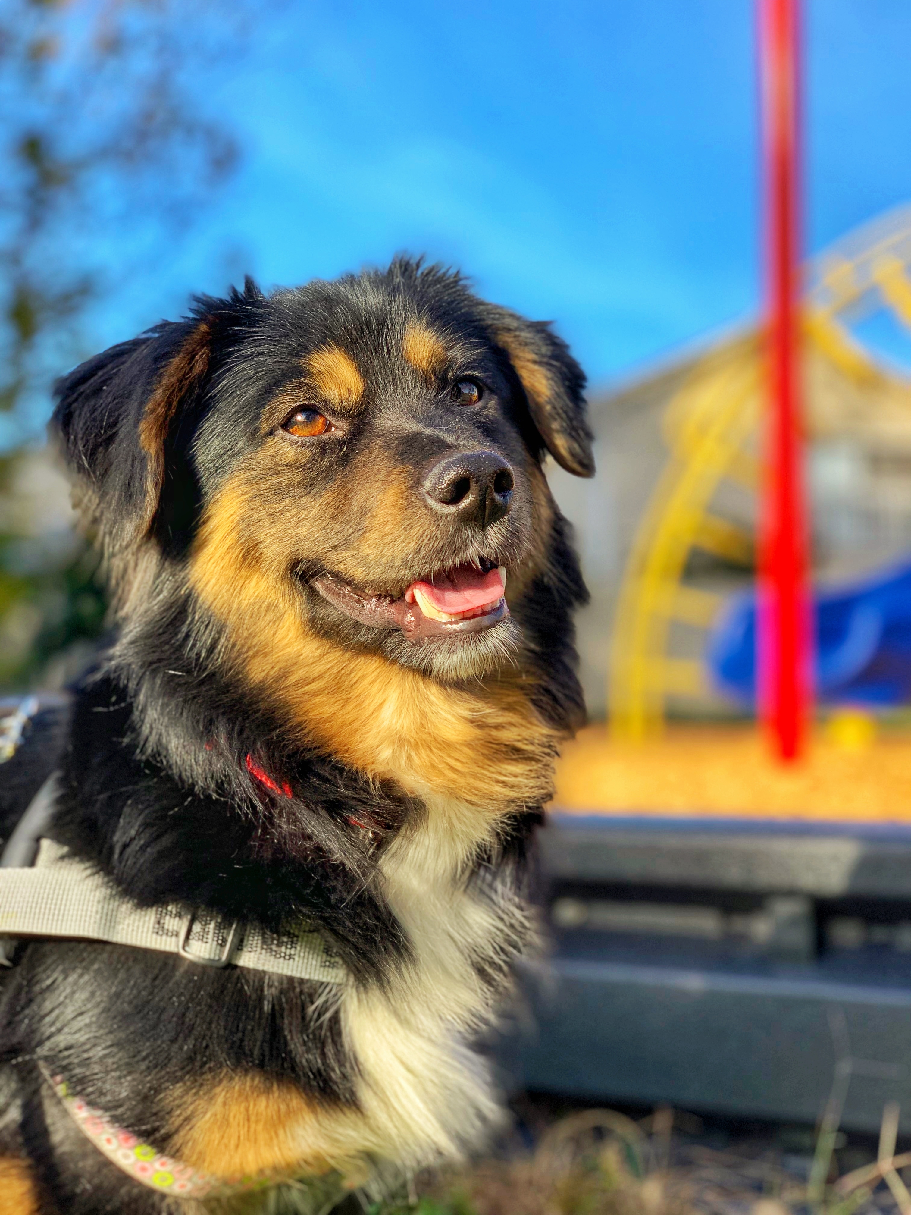 Bo, an adoptable Shepherd in Orlando, FL, 32825 | Photo Image 6