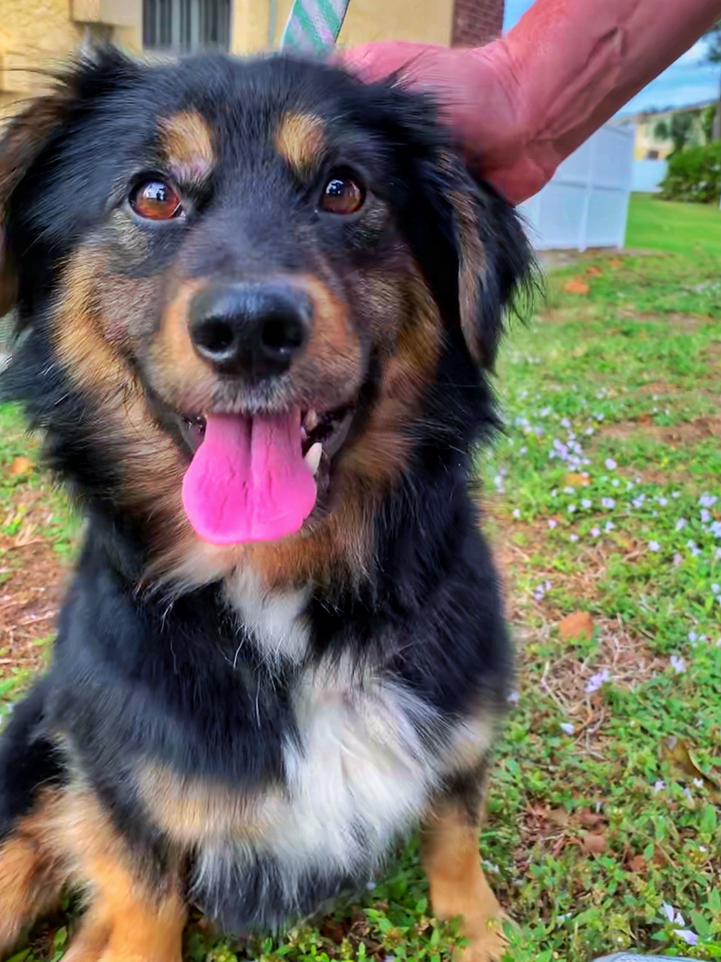 Bo, an adoptable Shepherd in Orlando, FL, 32825 | Photo Image 8