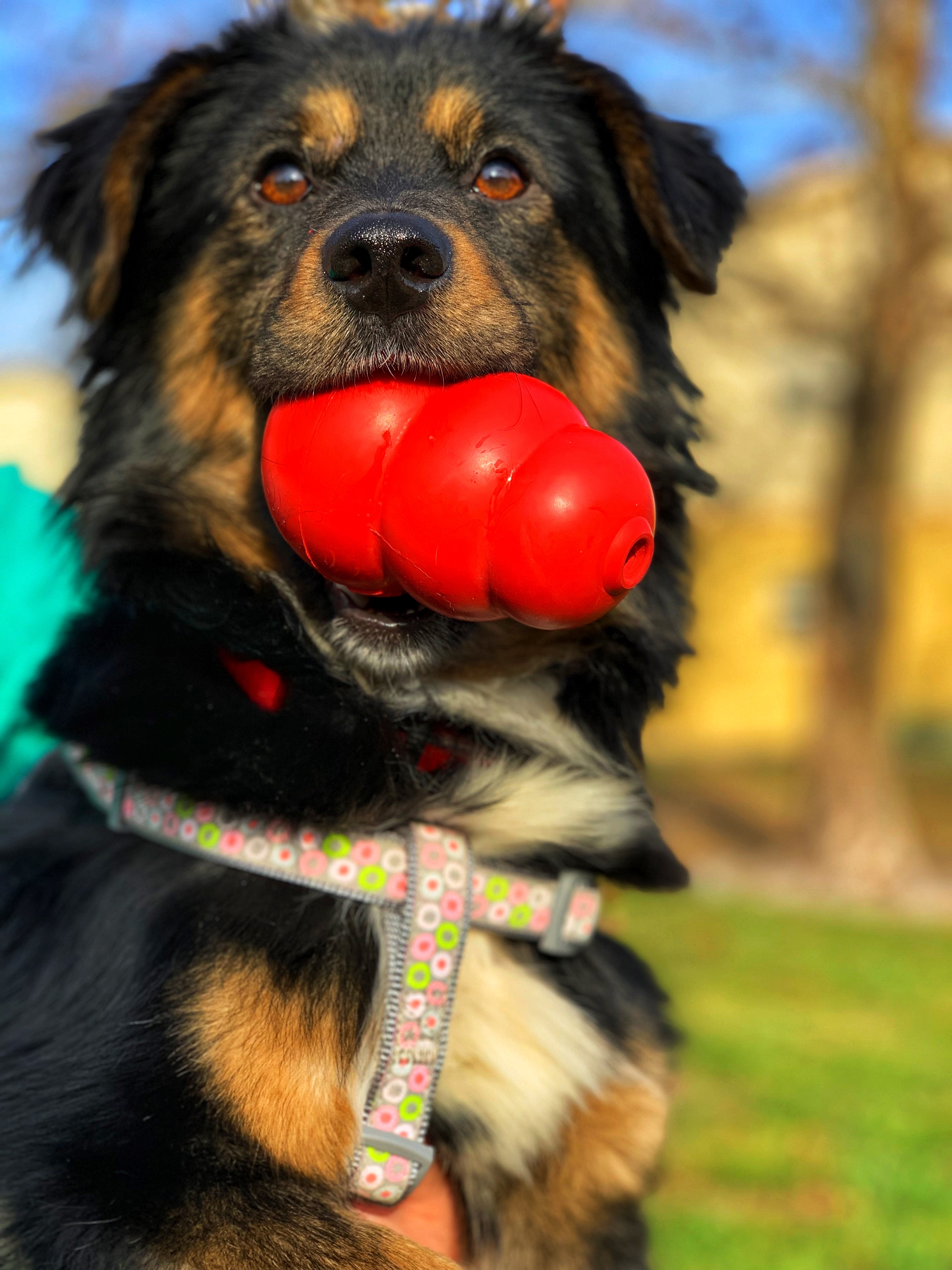 Bo, an adoptable Shepherd in Orlando, FL, 32825 | Photo Image 10