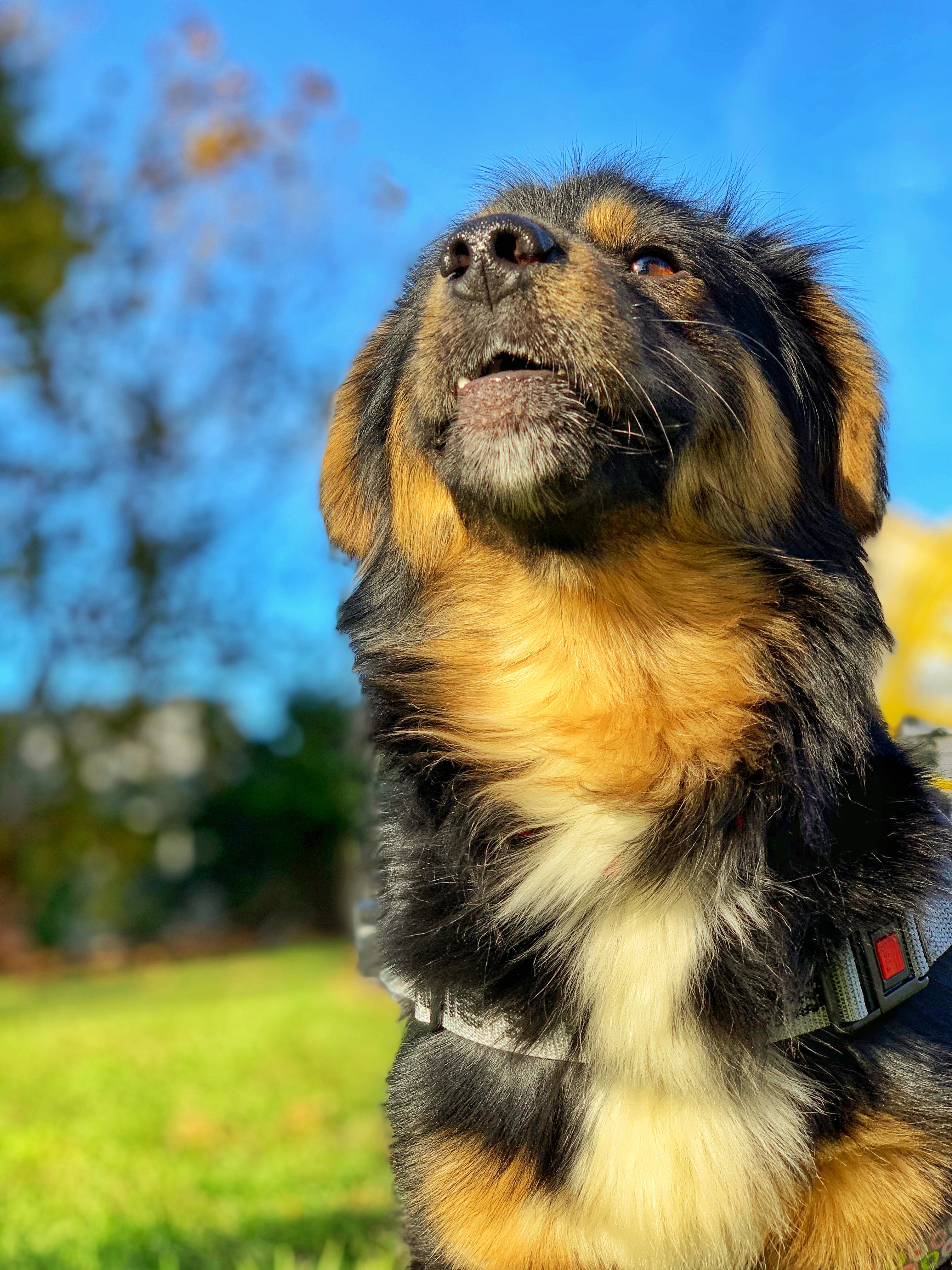 Bo, an adoptable Shepherd in Orlando, FL, 32825 | Photo Image 11