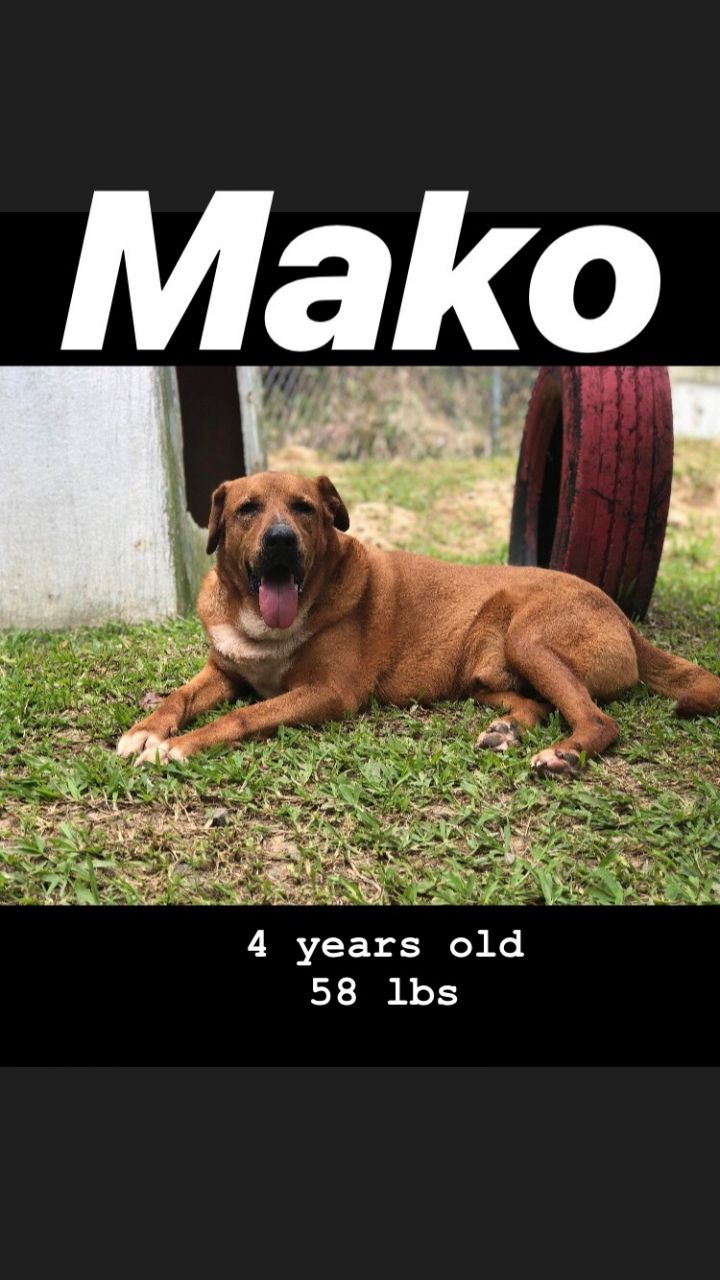 Marvelous Mako 4