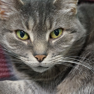 Gray, an adoptable Domestic Short Hair in Chicago, IL, 60640 | Photo Image 2