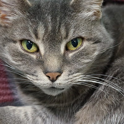 Domestic sales gray cat