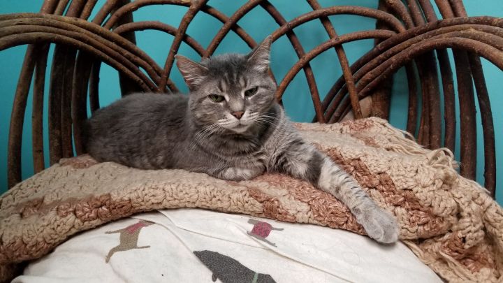 Cat for adoption - Poki, a Domestic Short Hair in Chicago, IL