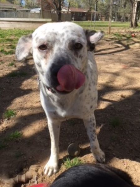 Dog For Adoption Georgia An Australian Cattle Dog Blue Heeler