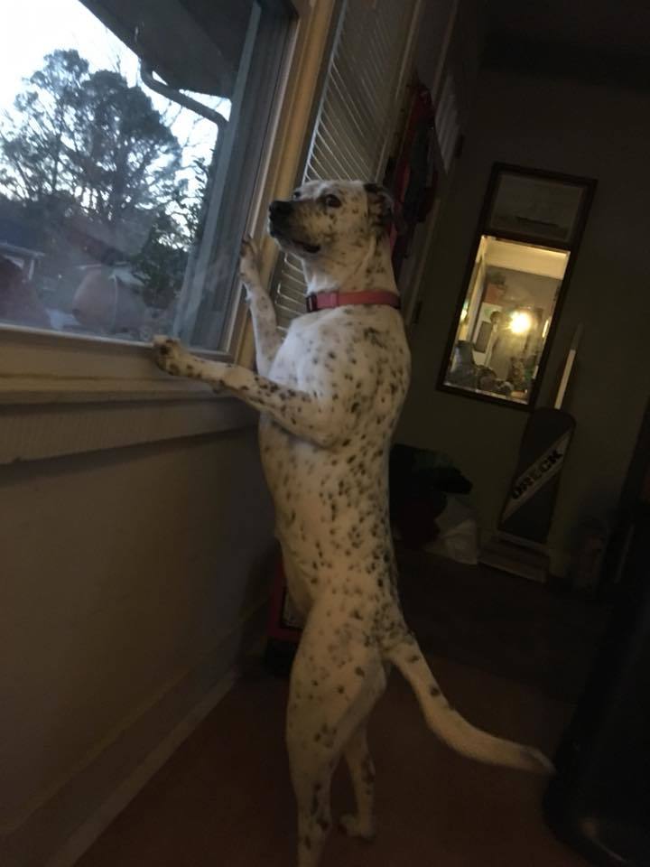 Dog For Adoption Georgia An Australian Cattle Dog Blue Heeler
