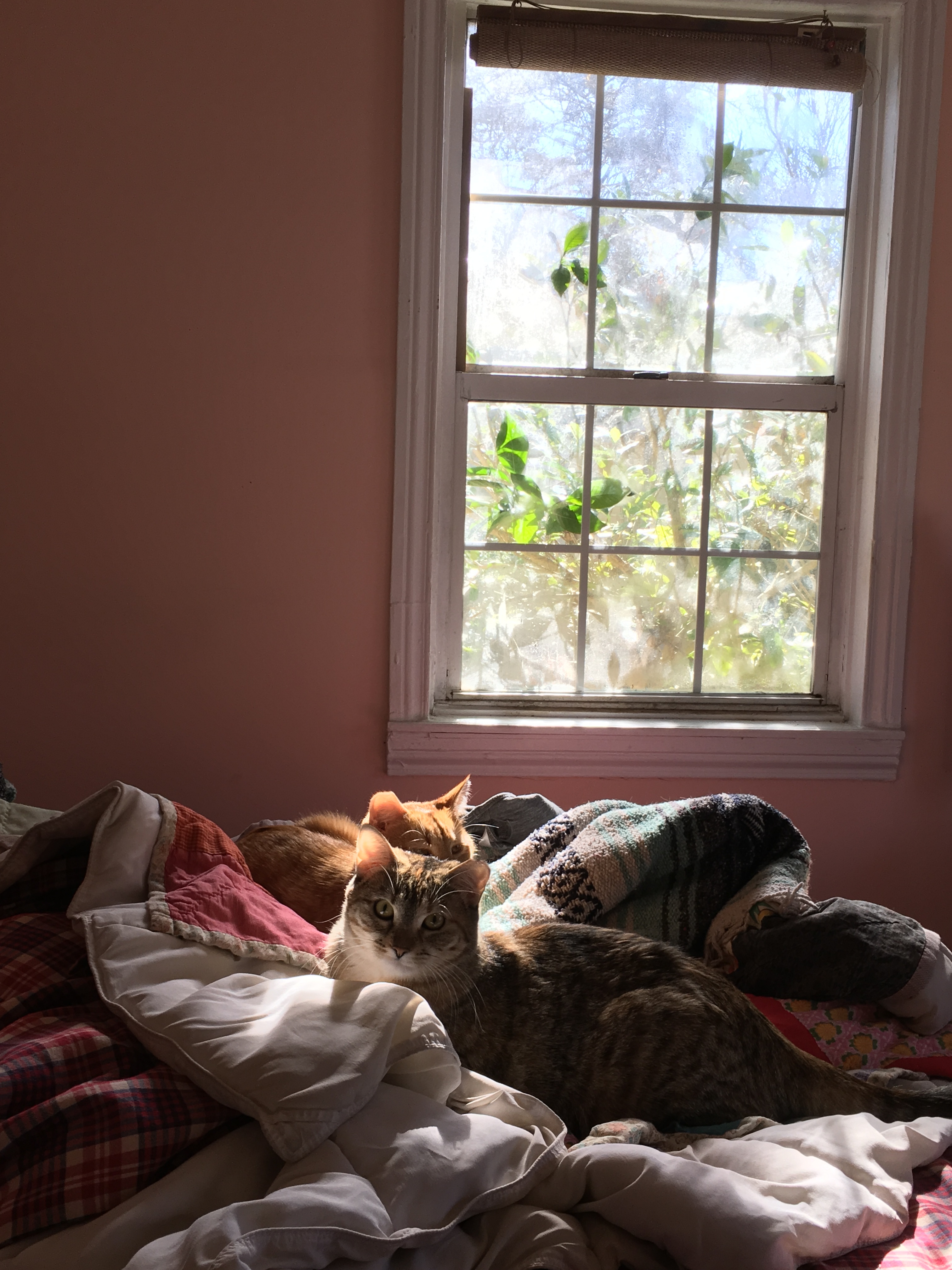 Vera, an adoptable Extra-Toes Cat / Hemingway Polydactyl, Tabby in Atlanta, GA, 30316 | Photo Image 2