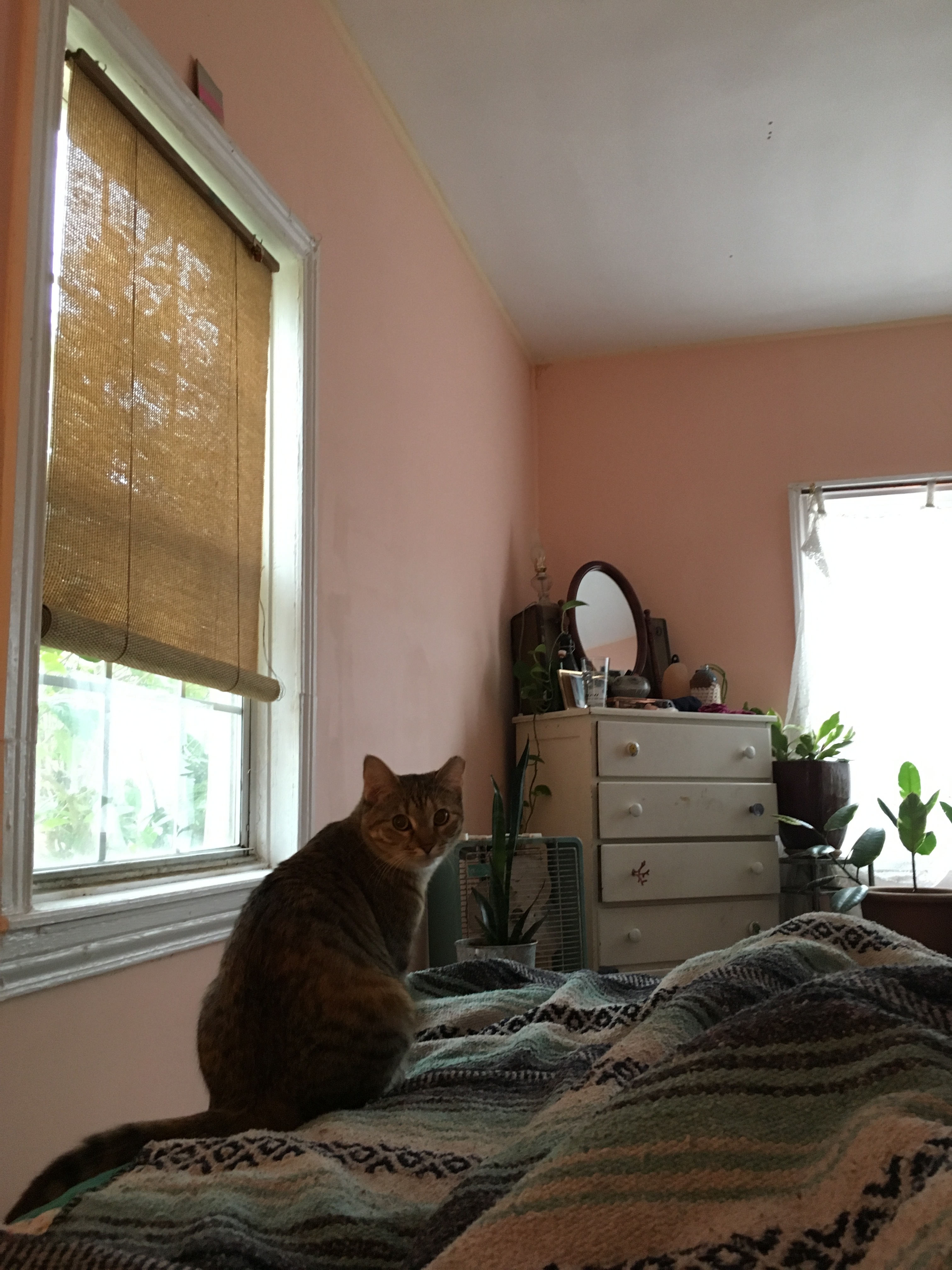 Vera, an adoptable Extra-Toes Cat / Hemingway Polydactyl, Tabby in Atlanta, GA, 30316 | Photo Image 4