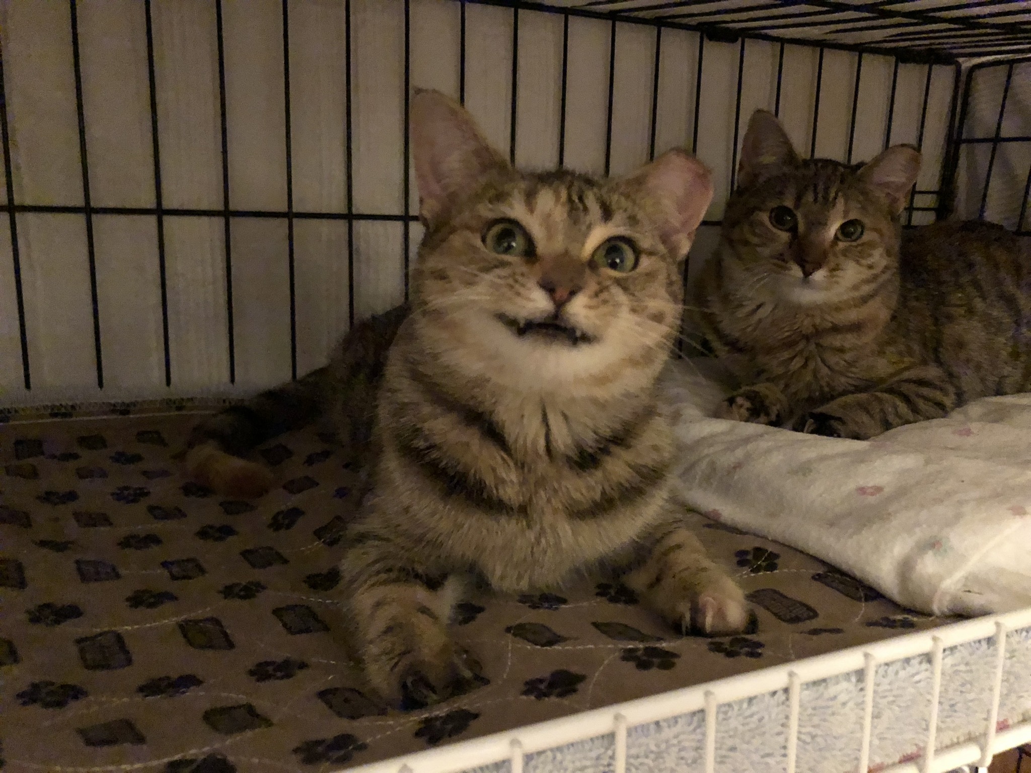 polydactyl cats for adoption