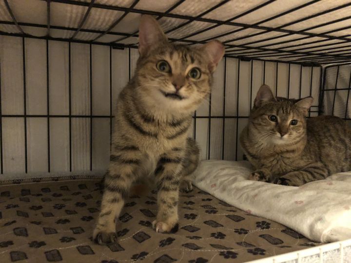 cats with extra toes for adoption
