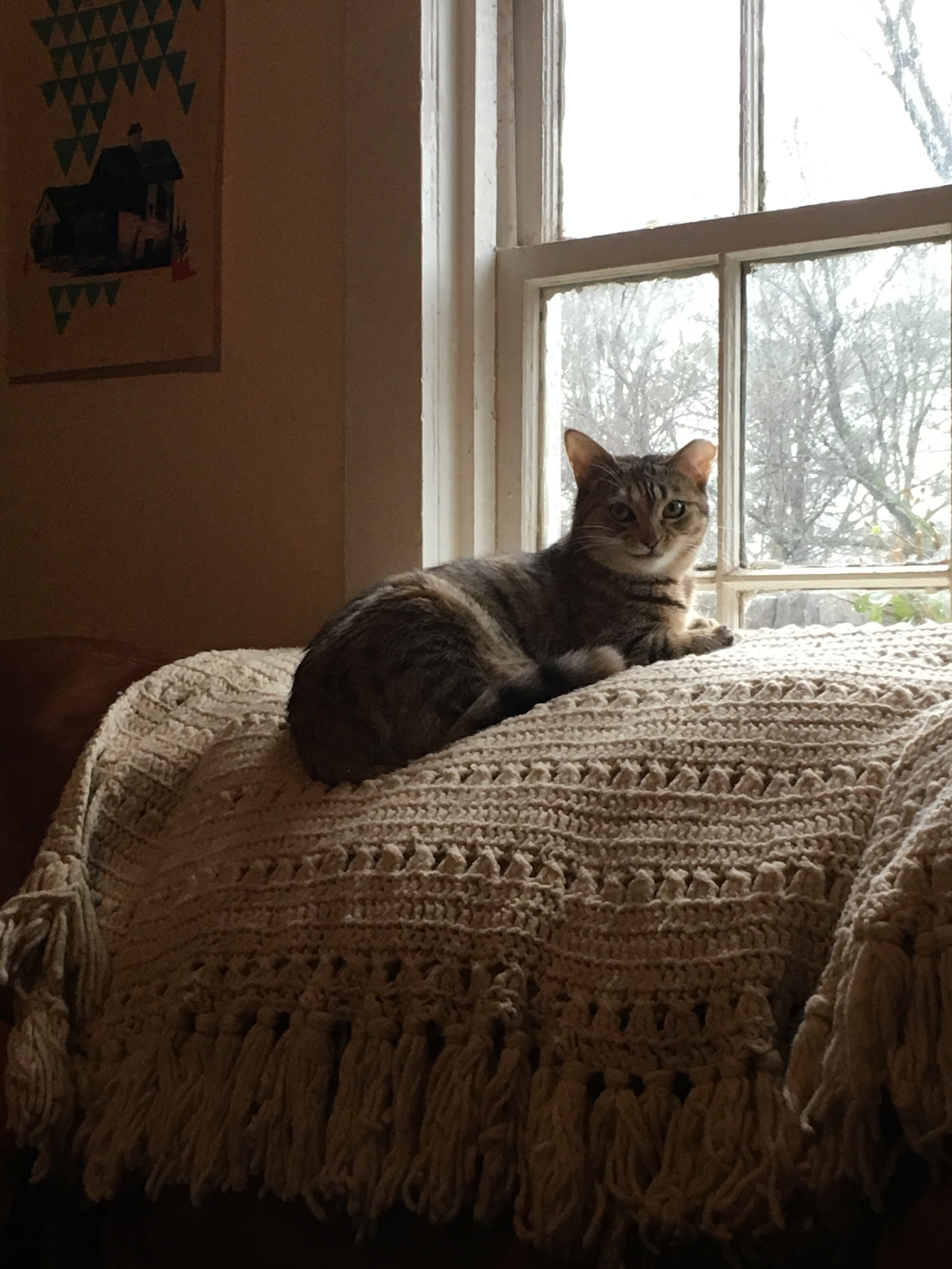 Lilith, an adoptable Extra-Toes Cat / Hemingway Polydactyl, Tabby in Atlanta, GA, 30316 | Photo Image 4