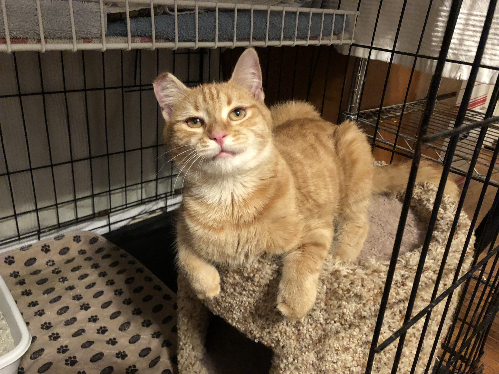 Penny, an adoptable Extra-Toes Cat / Hemingway Polydactyl, Tabby in Atlanta, GA, 30316 | Photo Image 1