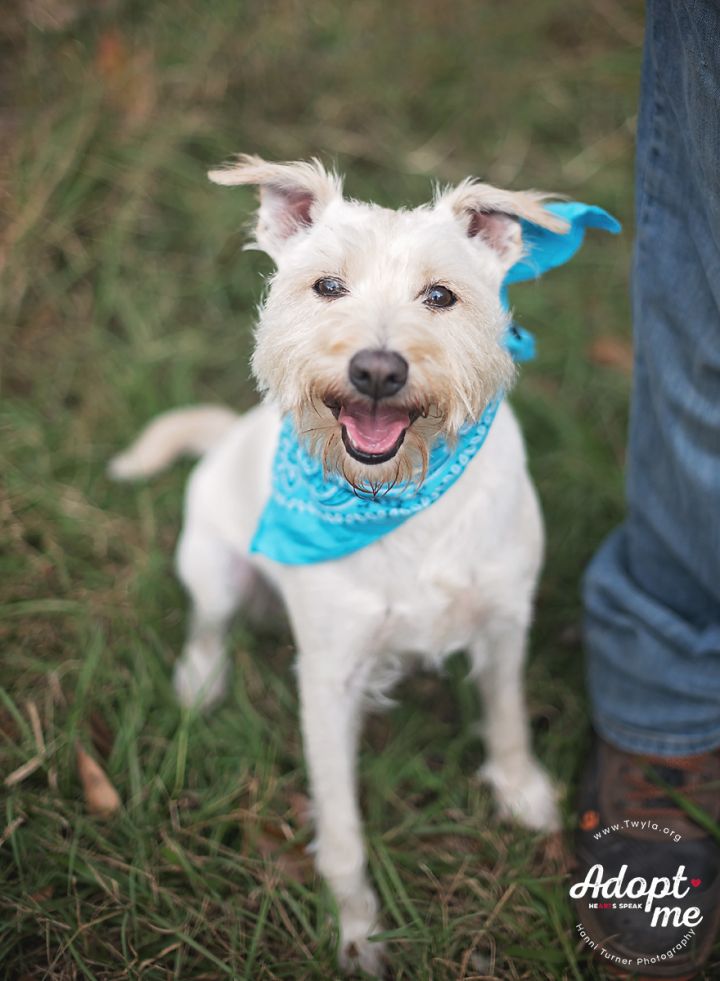 Paddy, an adopted West Highland White Terrier / Westie & Schnauzer Mix in Kingwood, TX_image-3