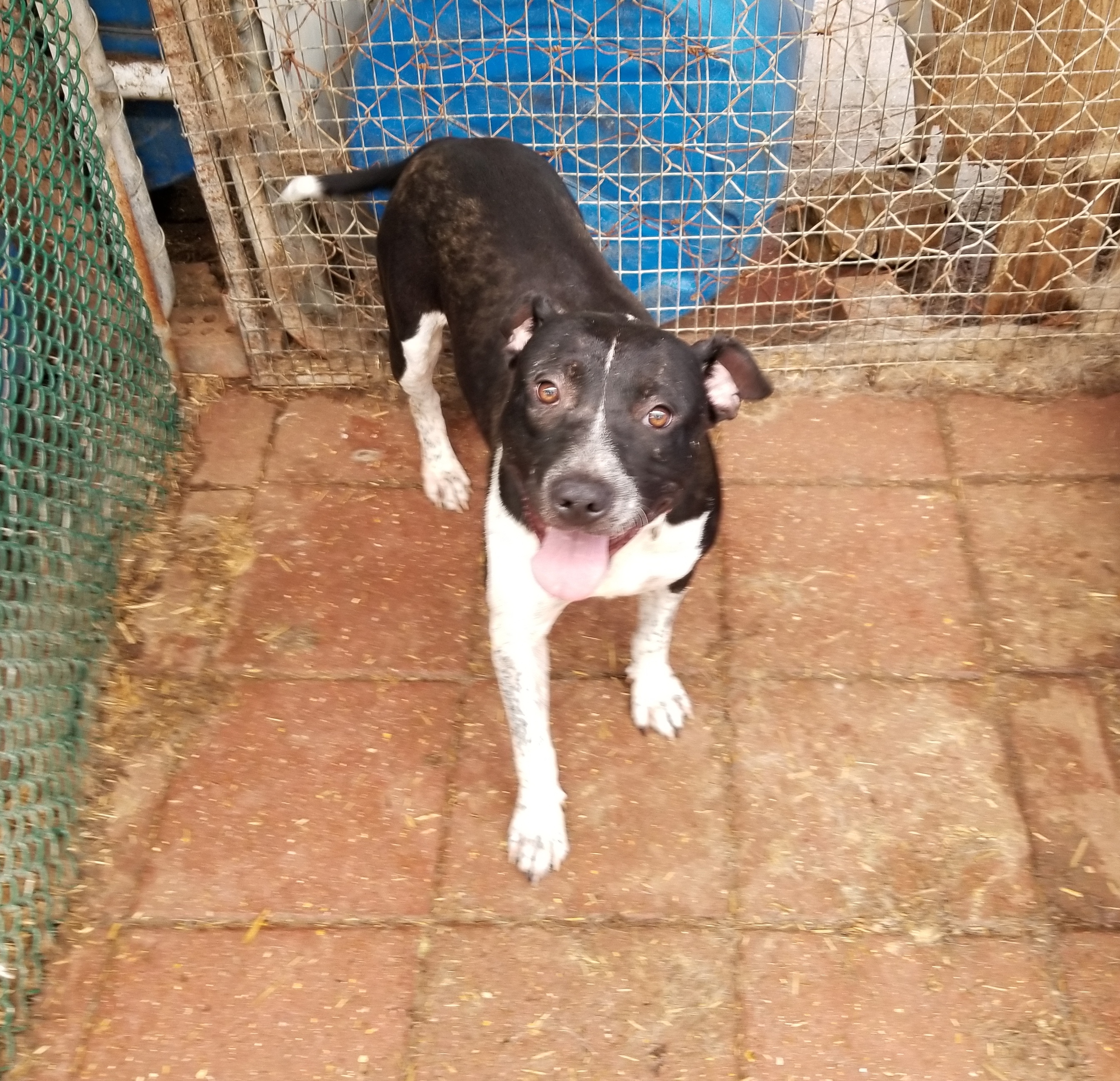 Meldon, an adoptable Pit Bull Terrier in Boaz, AL, 35957 | Photo Image 1