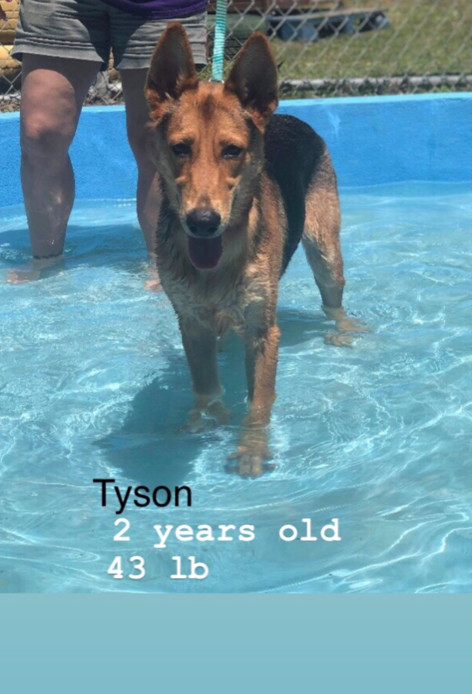 Tremendous Tyson 3