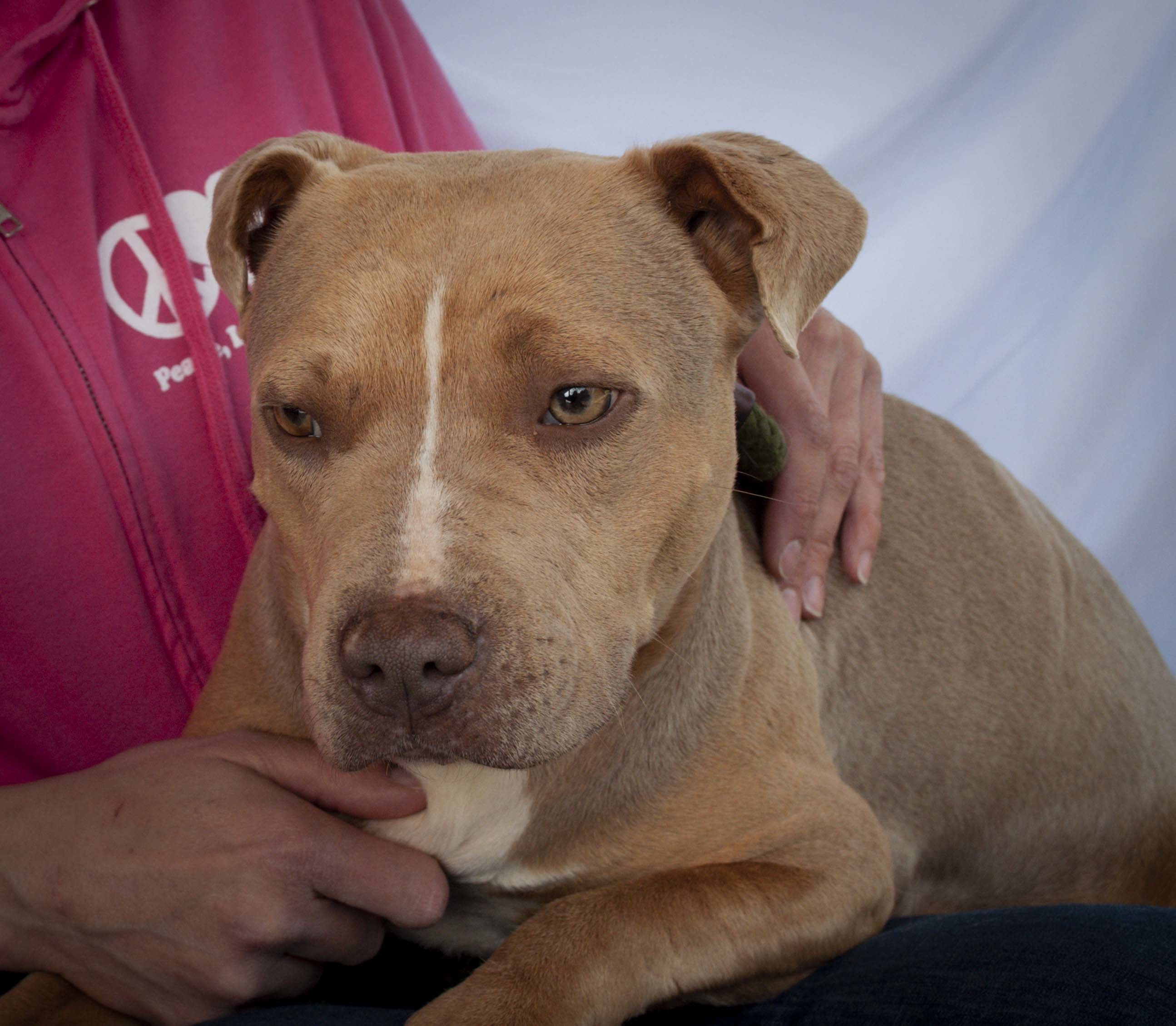 Corona, an adoptable Pit Bull Terrier in Tanner, AL, 35671 | Photo Image 2