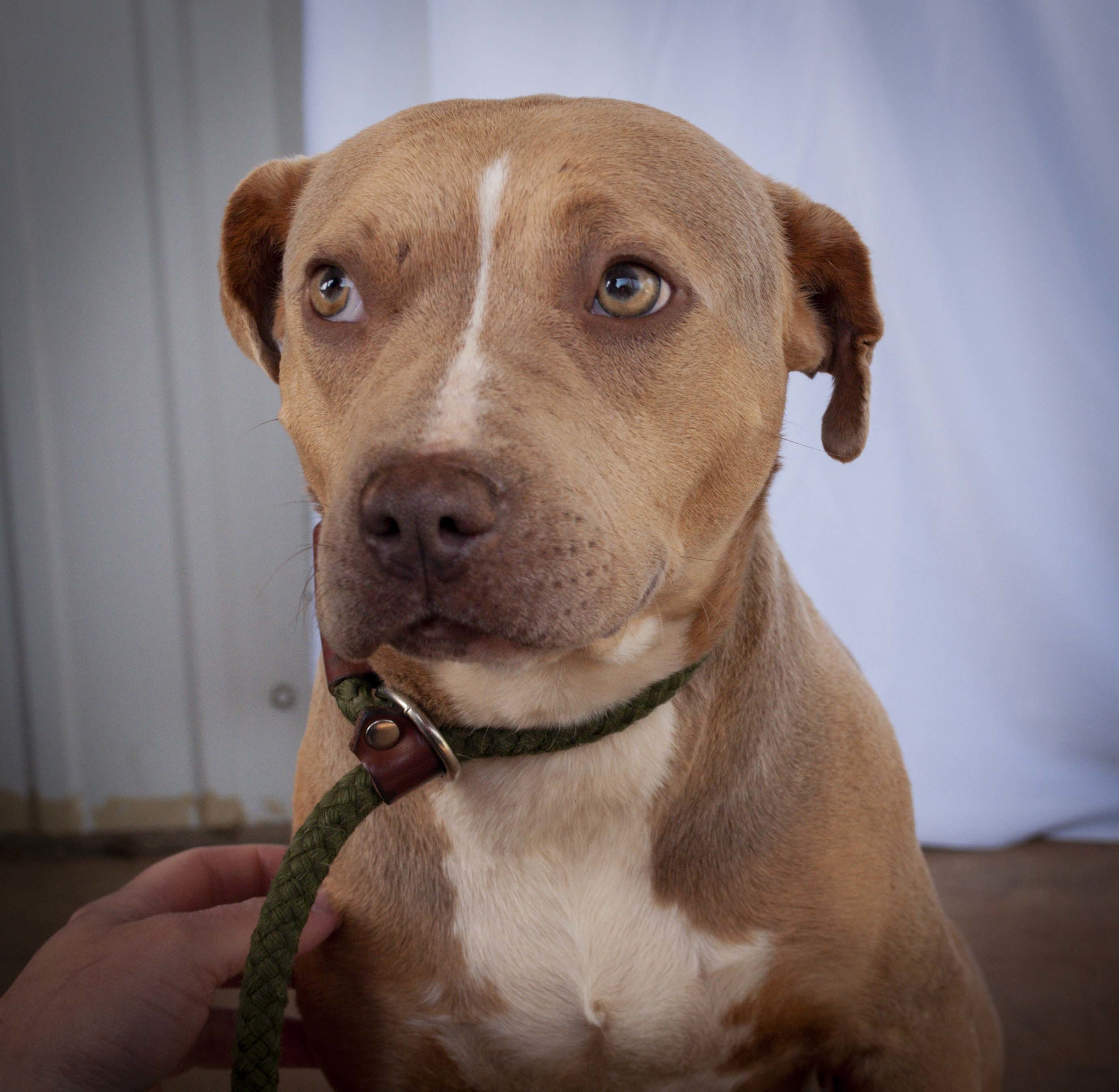 Corona, an adoptable Pit Bull Terrier in Tanner, AL, 35671 | Photo Image 3