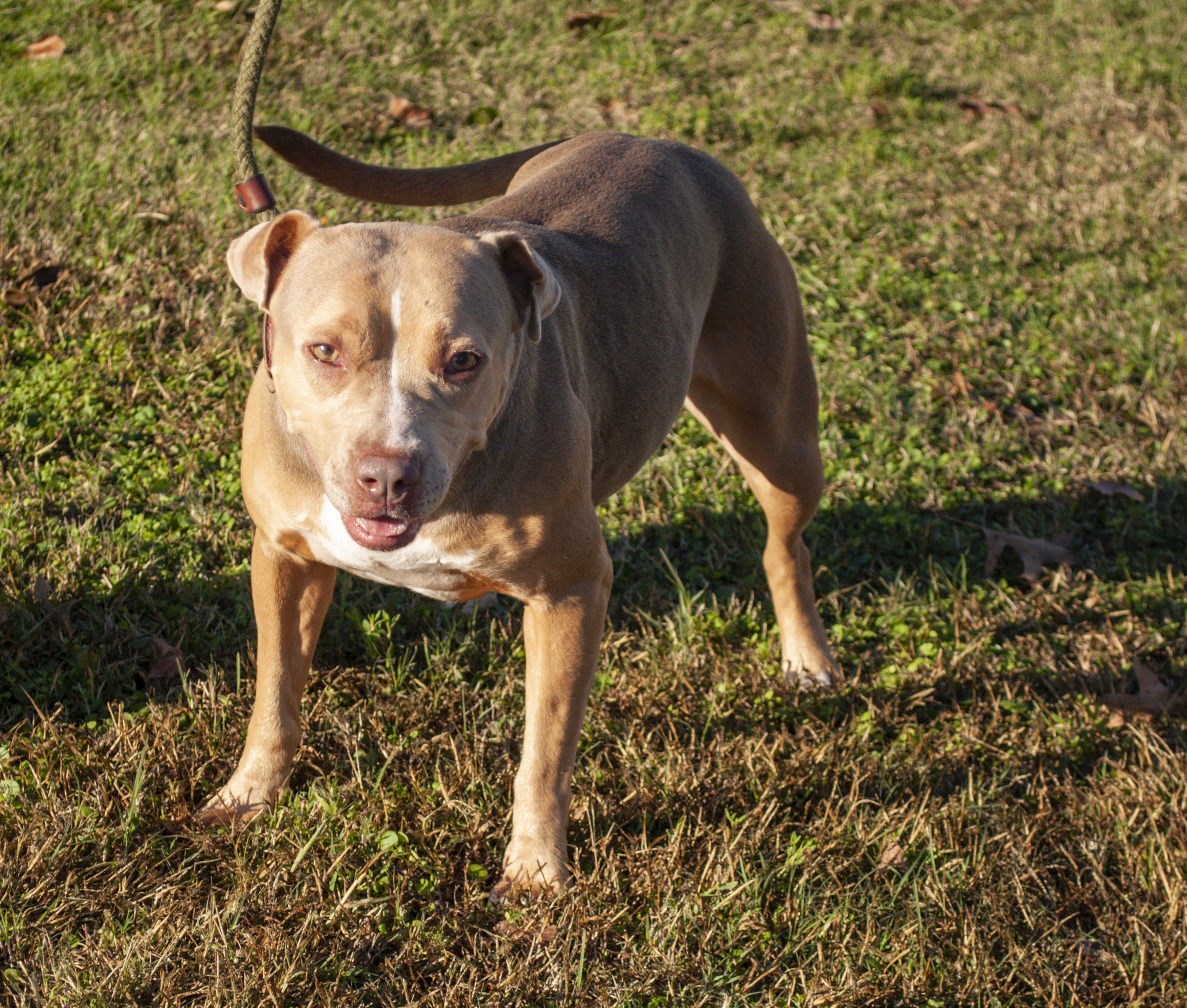 Corona, an adoptable Pit Bull Terrier in Tanner, AL, 35671 | Photo Image 5