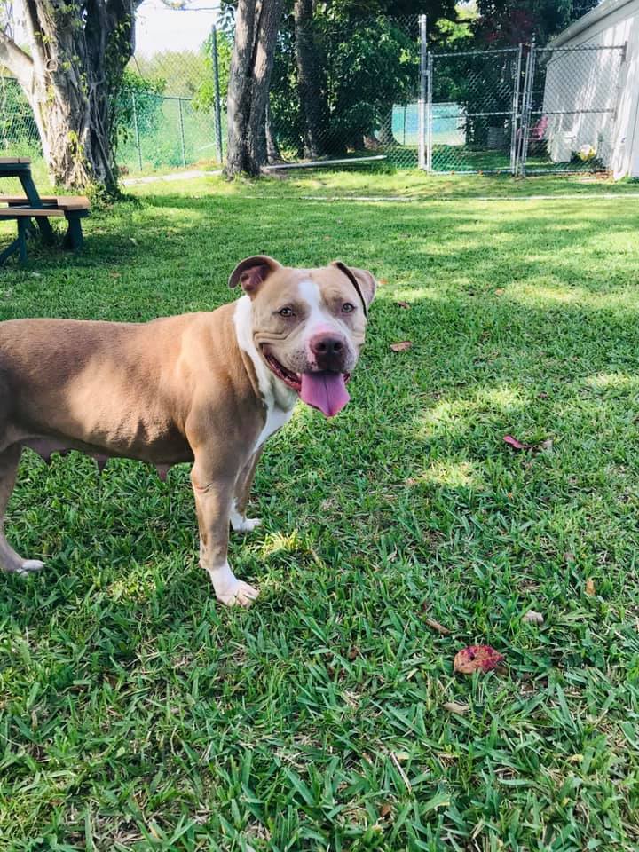 Princess, an adoptable American Staffordshire Terrier in Coral Springs, FL, 33071 | Photo Image 2