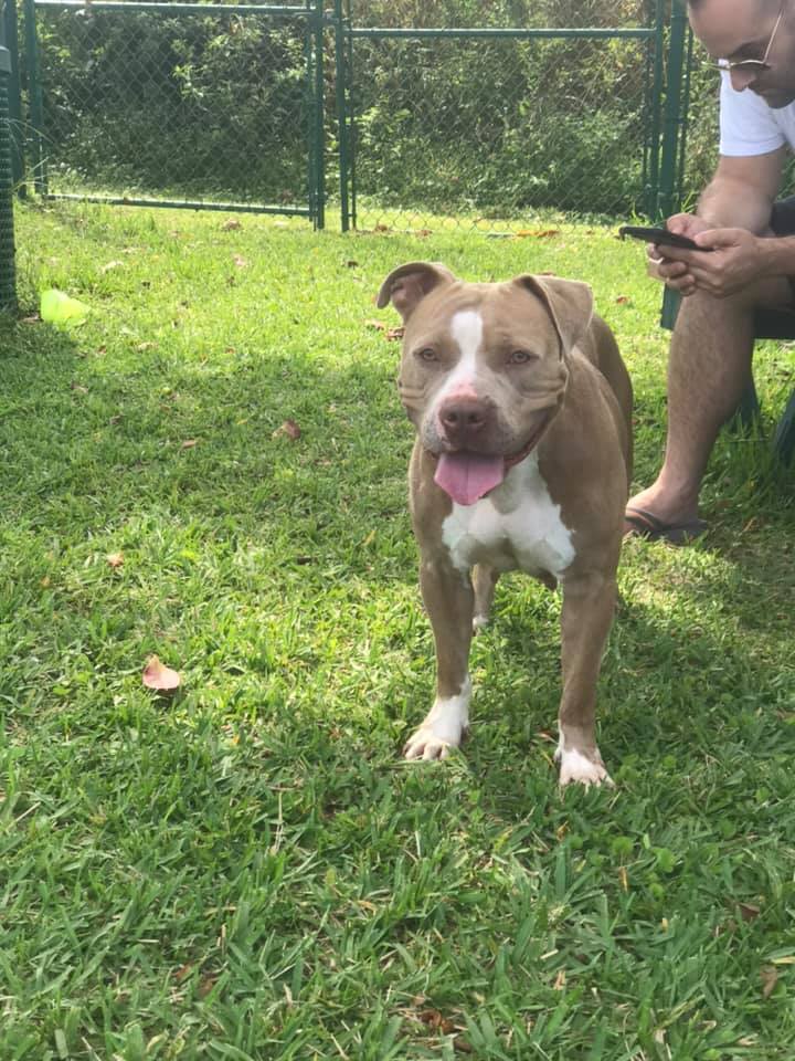 Princess, an adoptable American Staffordshire Terrier in Coral Springs, FL, 33071 | Photo Image 4