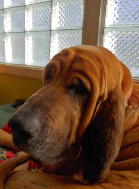 Amedelyofpotpourri: Basset Hounds For Adoption In Ontario