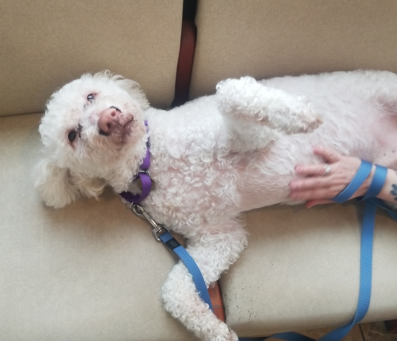 Dog For Adoption Noodles A Cockapoo Poodle Mix In Oak Ridge Nj Petfinder