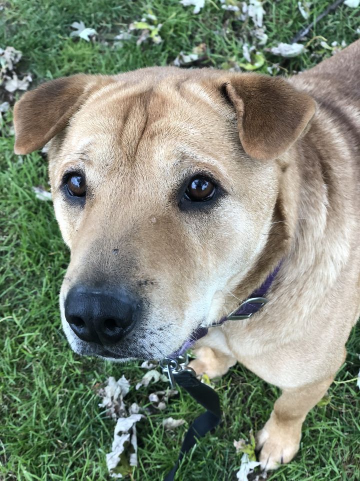 Dog for adoption - Brutus, a Shar-Pei & Terrier Mix in Canfield, OH