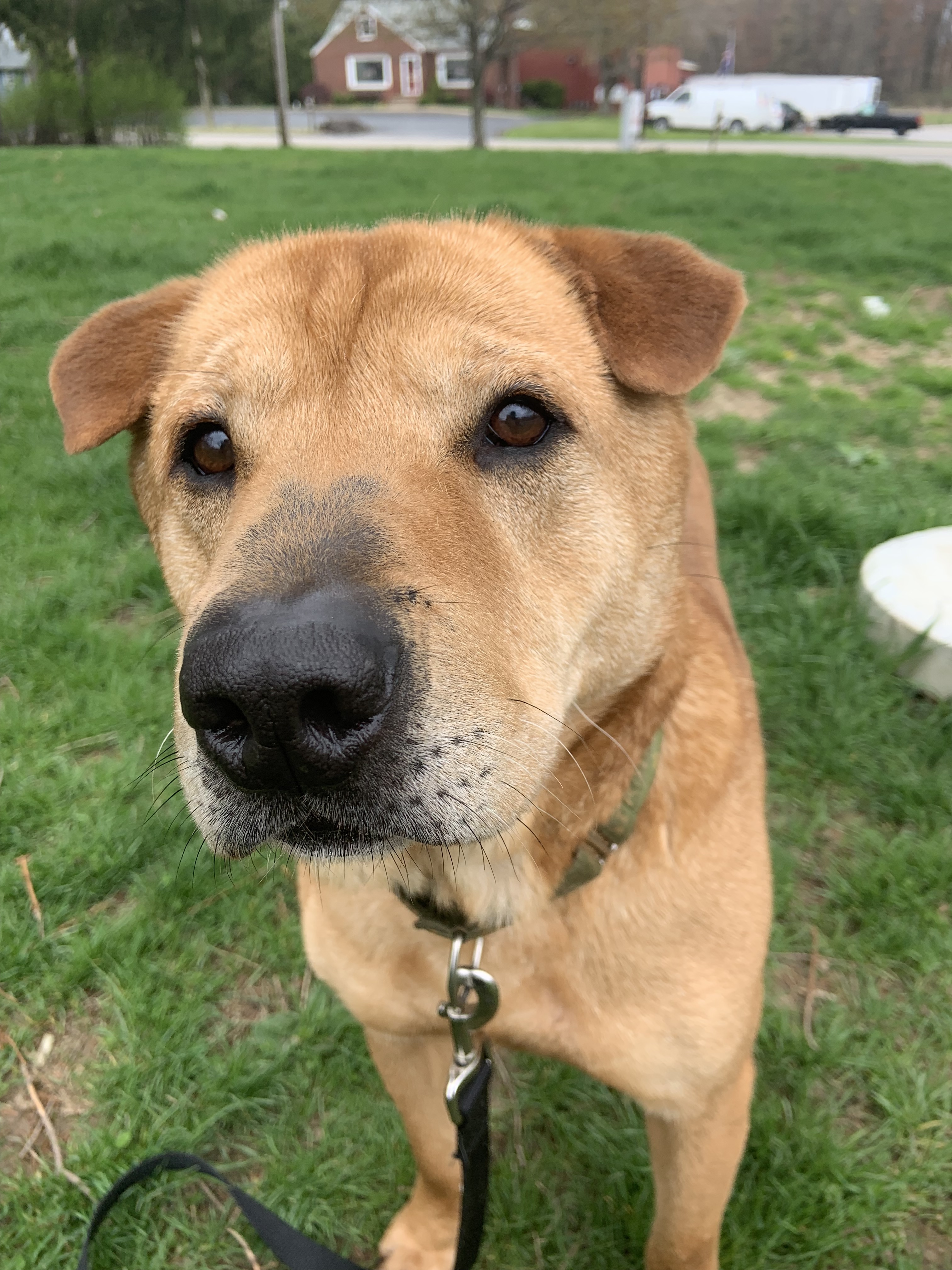 Dog for adoption - Brutus, a Shar-Pei & Terrier Mix in Canfield, OH