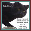 Free Mousers! photo 2