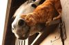 Free Mousers! photo 4