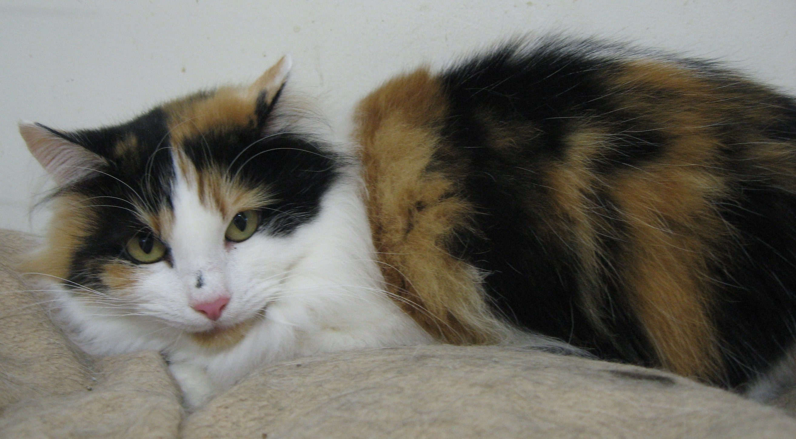 Cat for adoption - Katie, a Domestic Long Hair & Persian Mix in Cincinnati,  OH | Petfinder