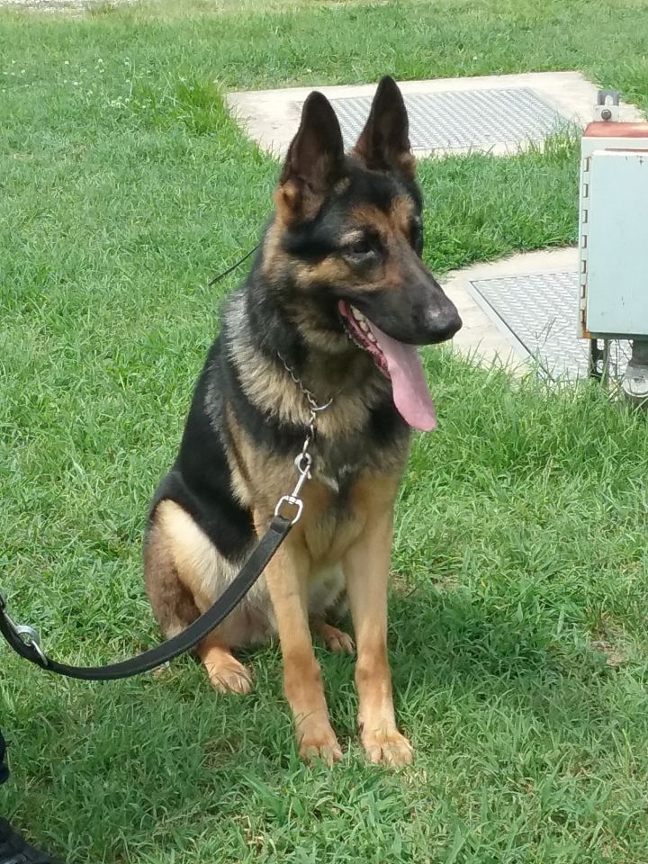 Adopt A Puppy German Shepherd