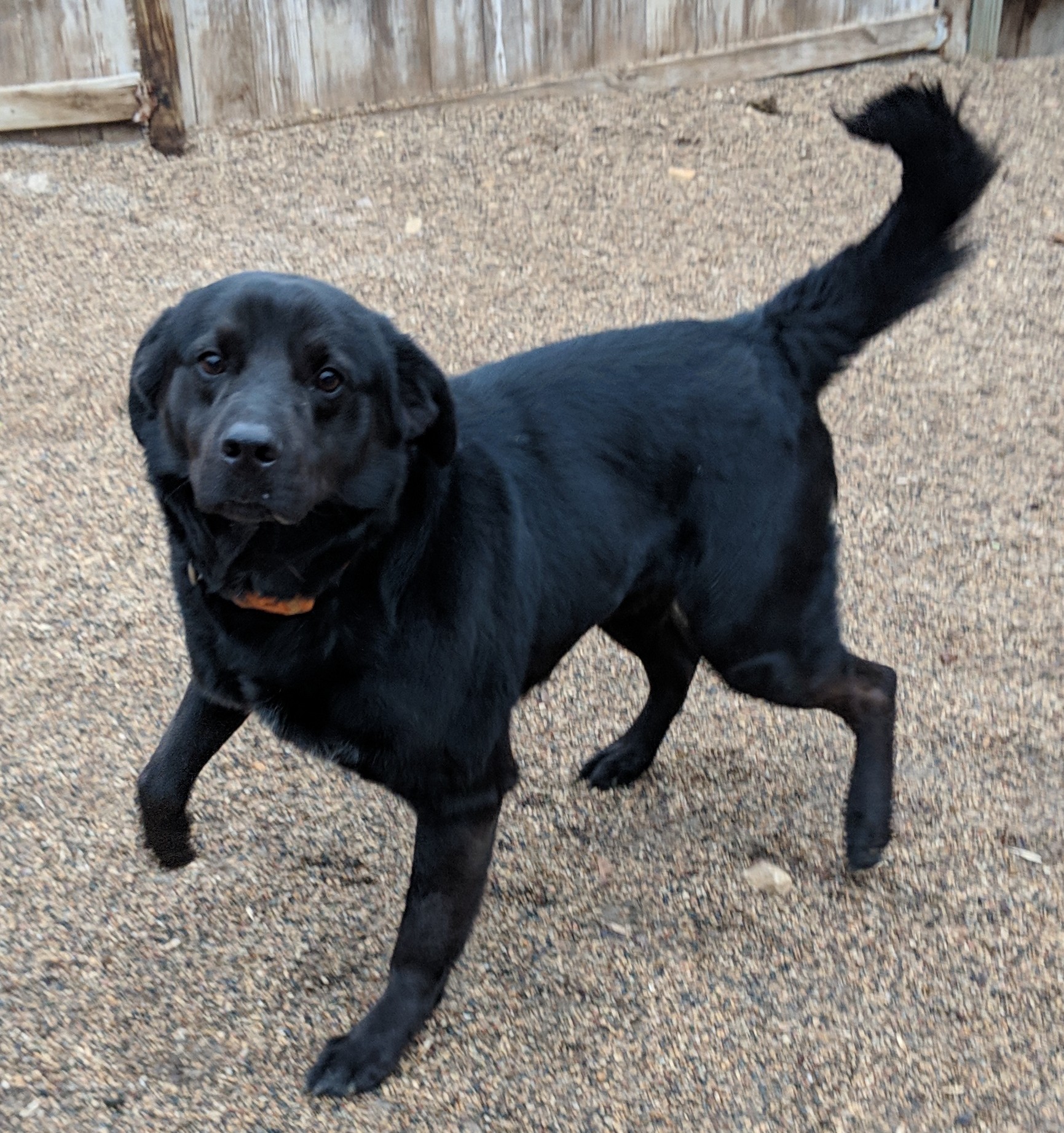 Ebony, an adoptable Black Labrador Retriever in New Ulm, MN, 56073 | Photo Image 1