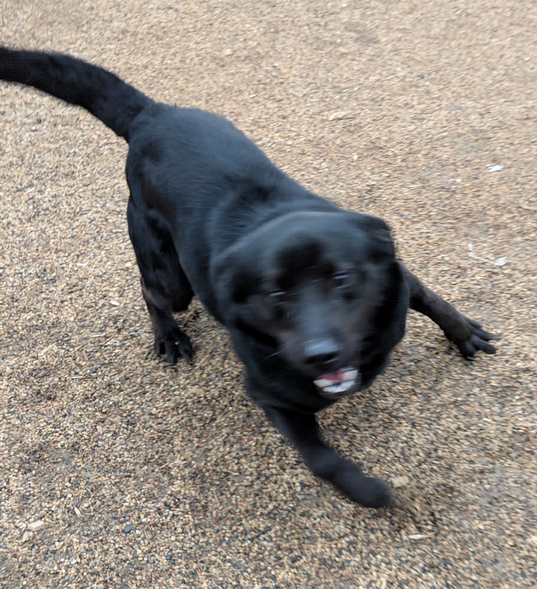 Ebony, an adoptable Black Labrador Retriever in New Ulm, MN, 56073 | Photo Image 2