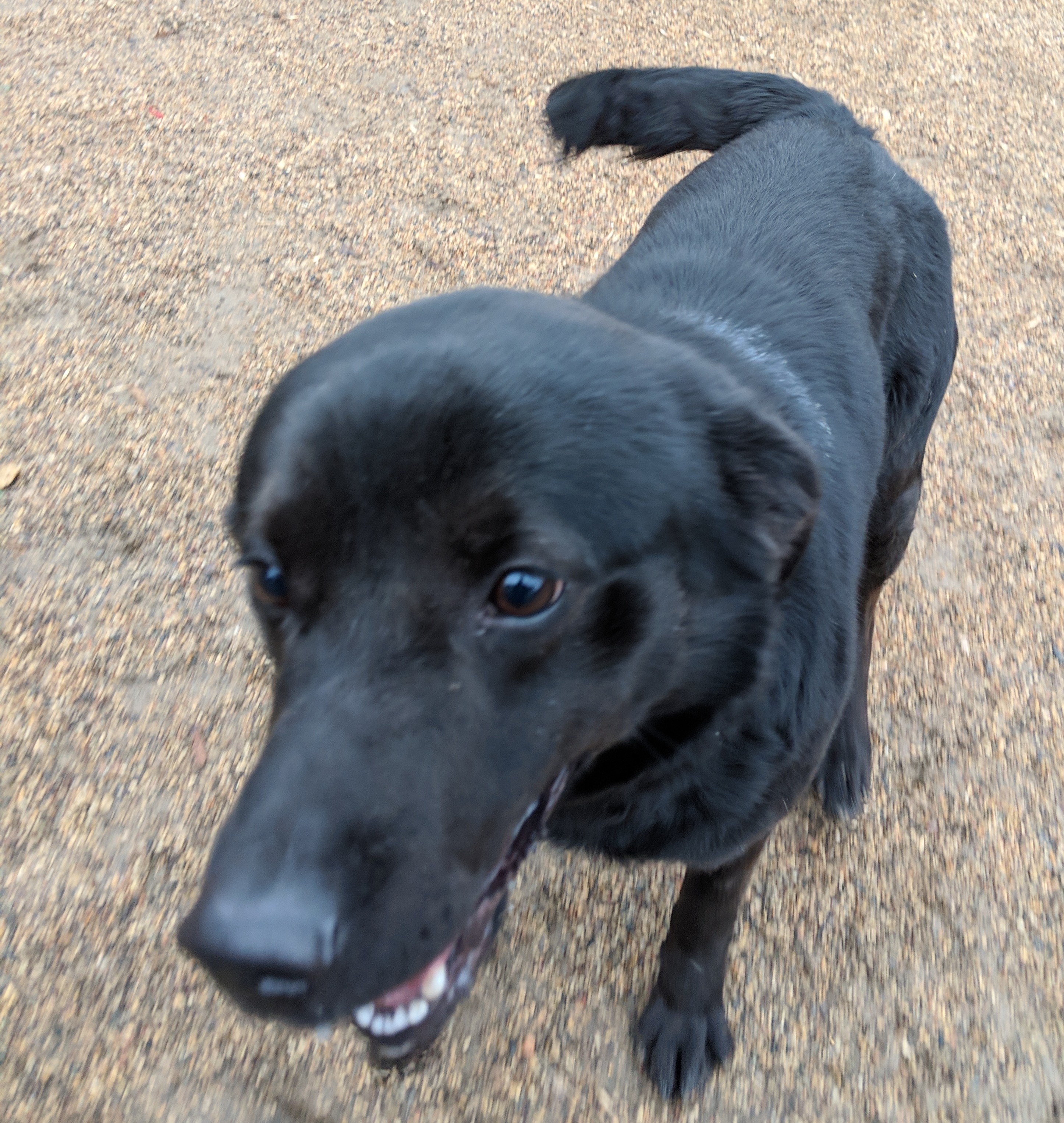 Ebony, an adoptable Black Labrador Retriever in New Ulm, MN, 56073 | Photo Image 3