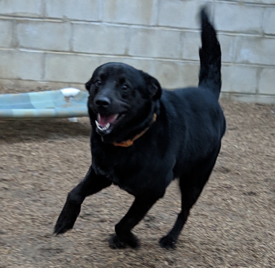 Ebony, an adoptable Black Labrador Retriever in New Ulm, MN, 56073 | Photo Image 4