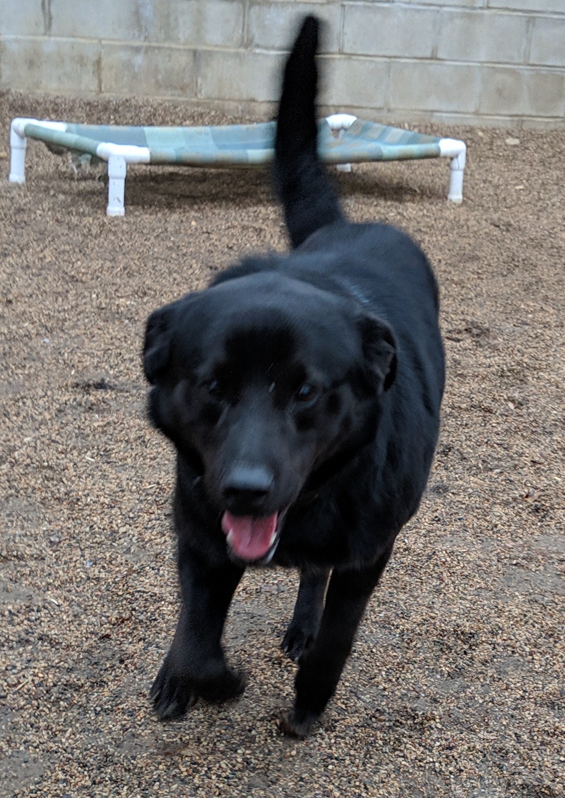 Ebony, an adoptable Black Labrador Retriever in New Ulm, MN, 56073 | Photo Image 5