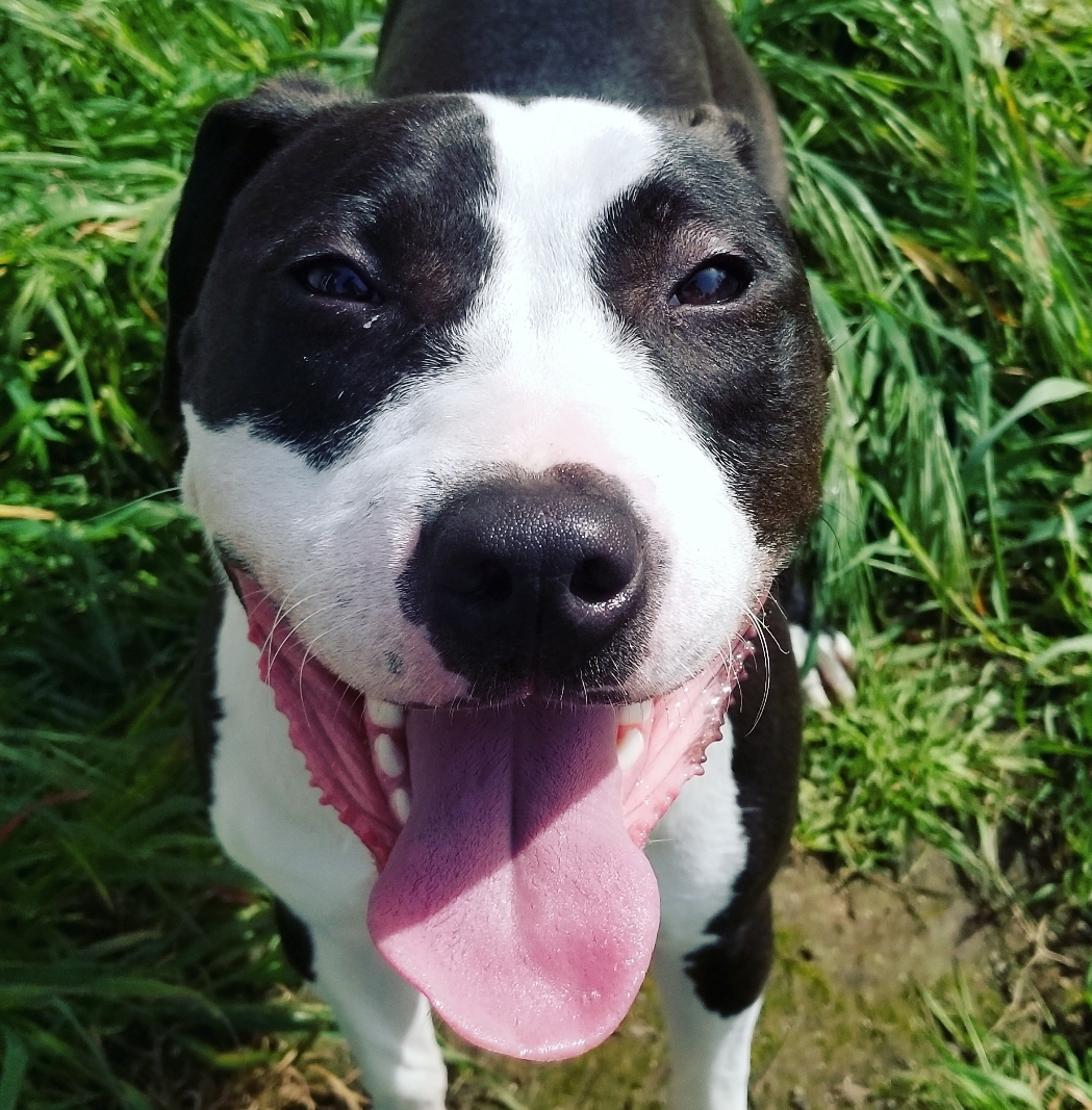 Olive, an adoptable Pit Bull Terrier in Rocklin , CA, 95677 | Photo Image 1
