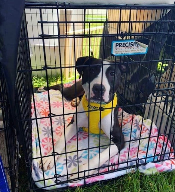 Olive, an adoptable Pit Bull Terrier in Rocklin , CA, 95677 | Photo Image 3