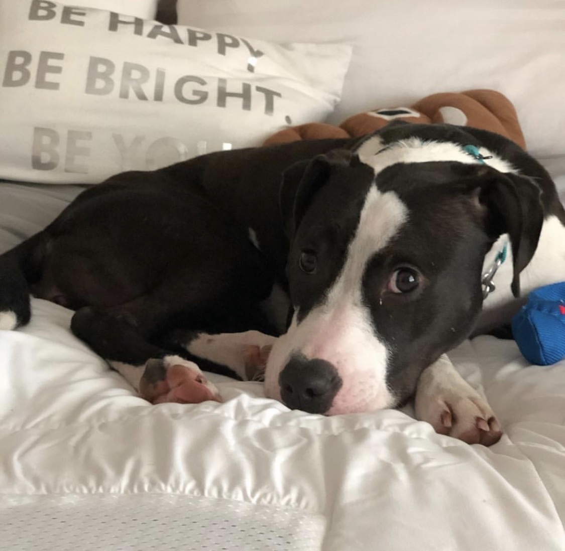 Olive, an adoptable Pit Bull Terrier in Rocklin , CA, 95677 | Photo Image 4