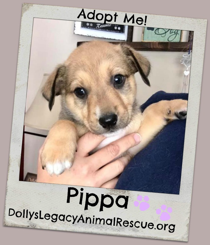 Pippa detail page
