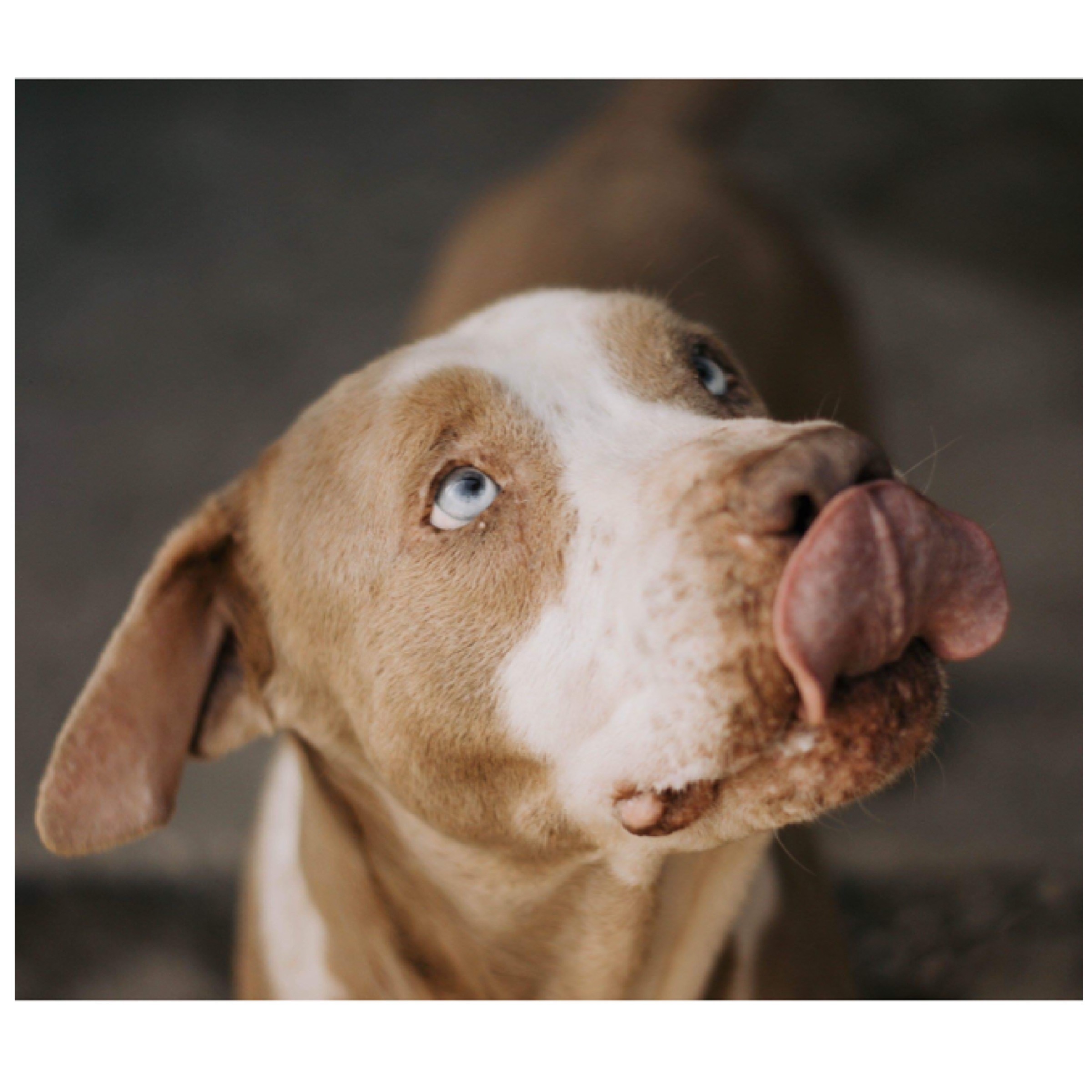 Howie, an adoptable Labrador Retriever, Husky in Kingwood, TX, 77325 | Photo Image 2