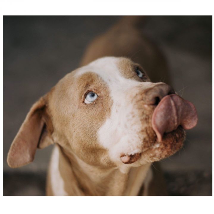 Howie, an adoptable Labrador Retriever & Husky Mix in Kingwood, TX_image-2