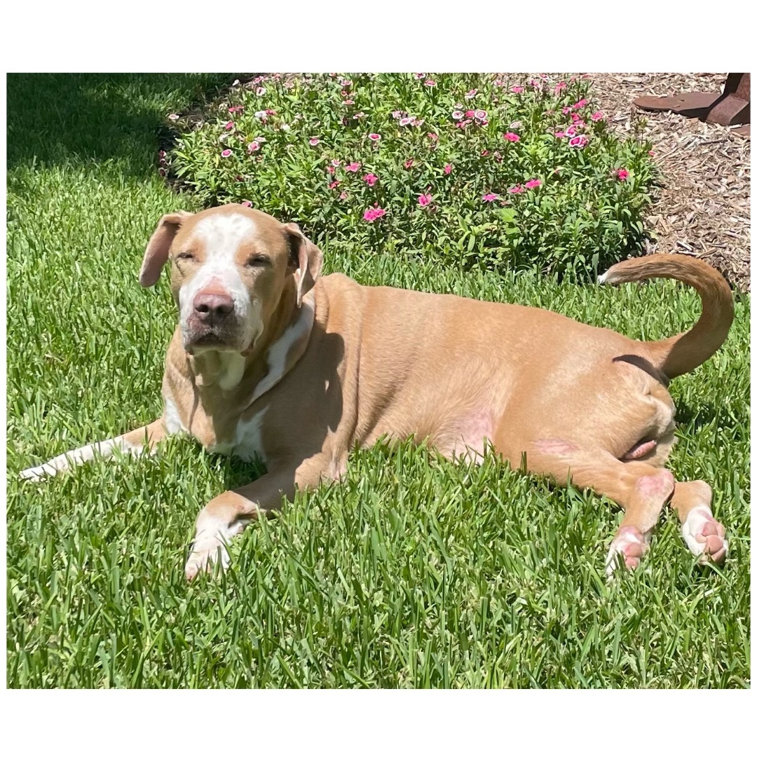 Howie, an adoptable Labrador Retriever, Husky in Kingwood, TX, 77325 | Photo Image 3