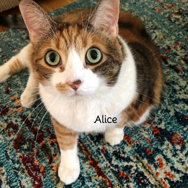Alice 4