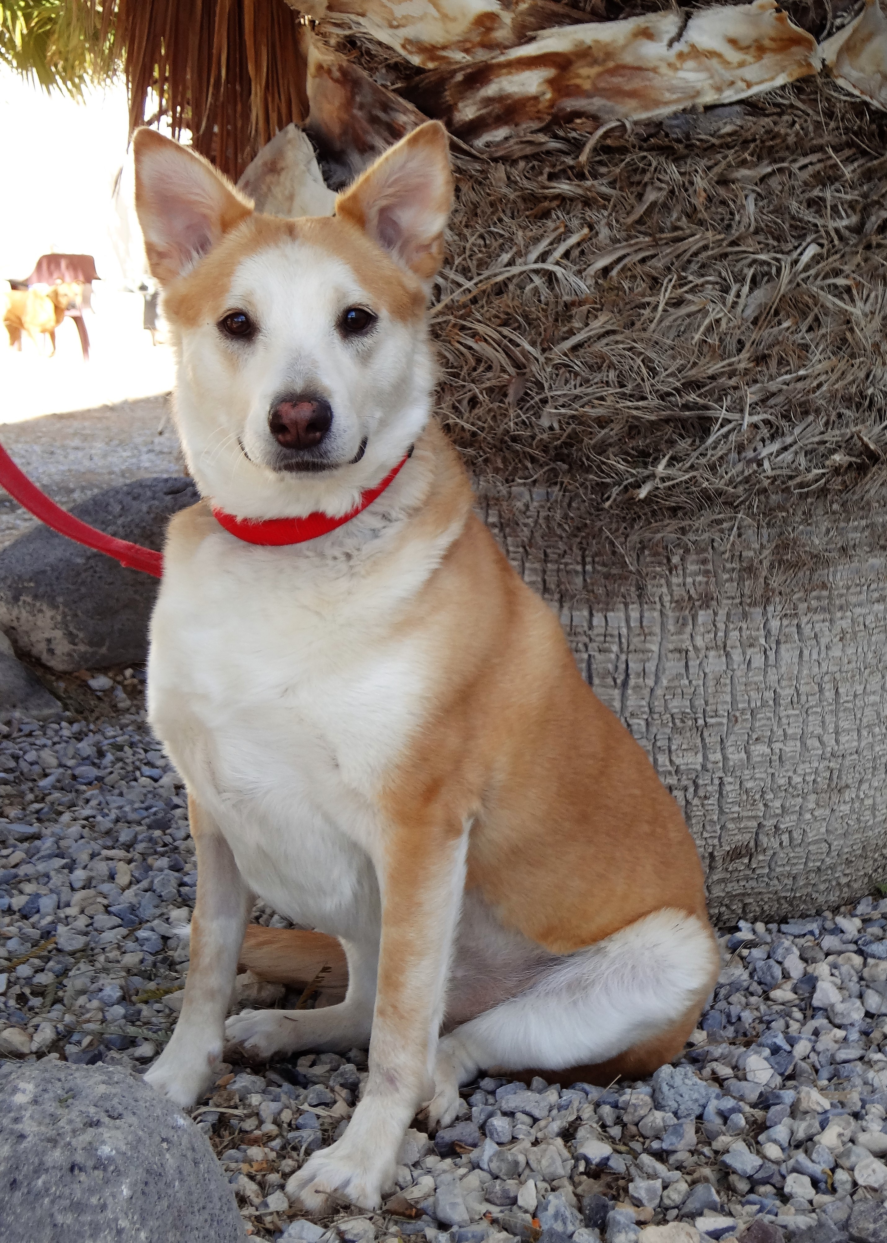 Dog For Adoption Sheba A Shiba Inu Australian Cattle