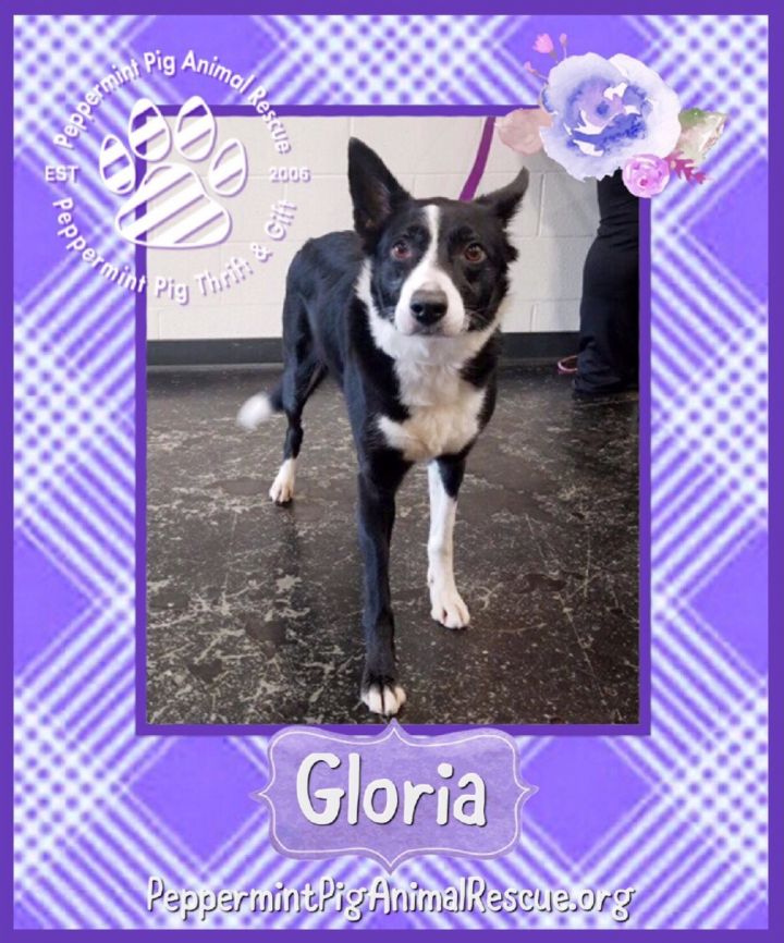 Gloria 4