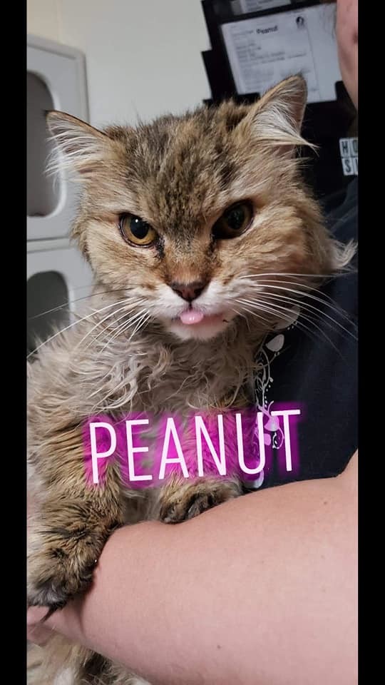 Peanut 1